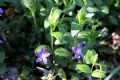 Vinca major